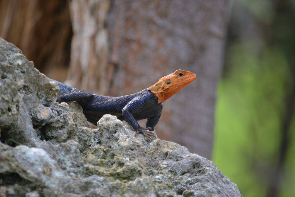 ilustrasi rock agama (flickr.com/Susan Ford Collins)