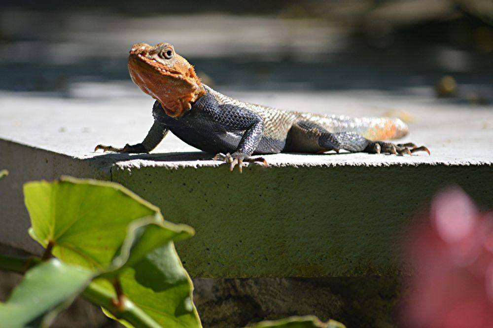 ilustrasi rock agama (flickr.com/Susan Ford Collins)