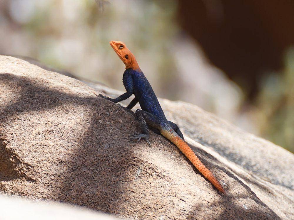 ilustrasi rock agama (flickr.com/Oleg Chernyshov)