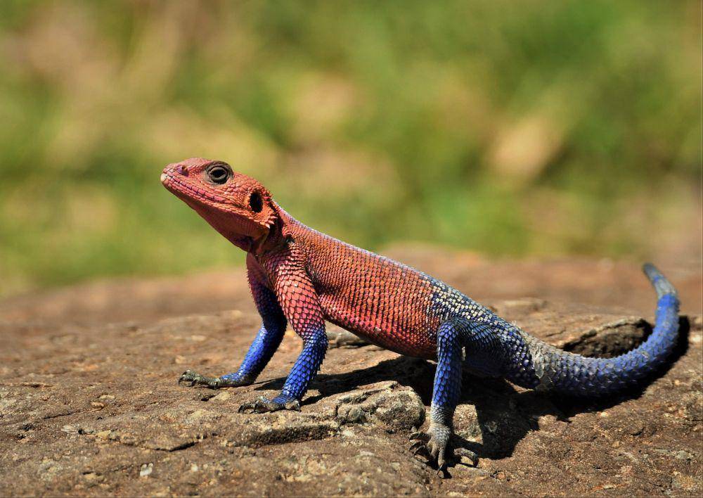 ilustrasi rock agama (flickr.com/Catherine Merlin)