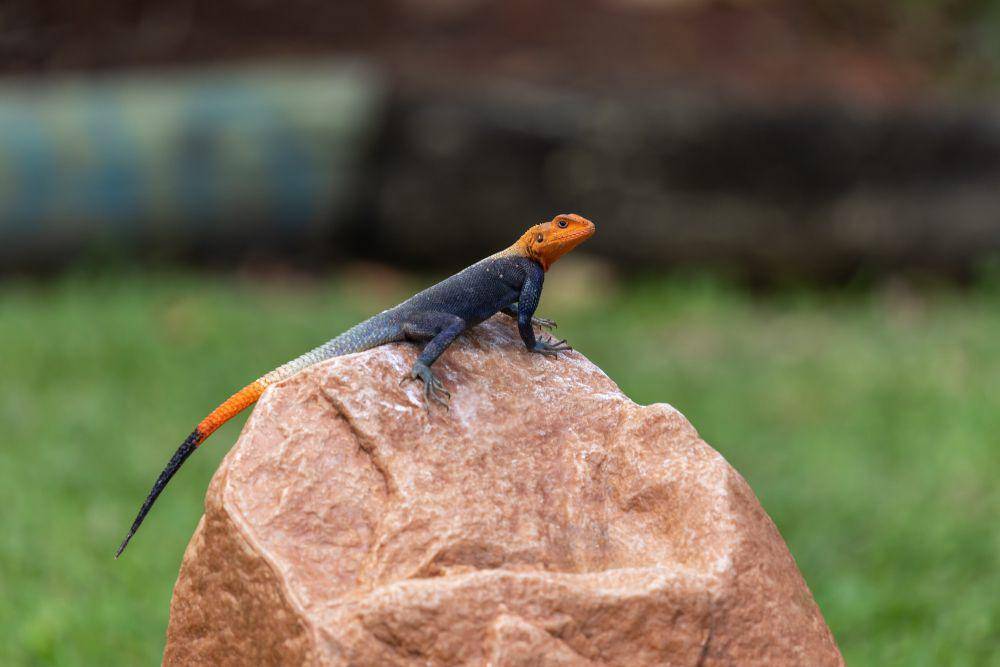 ilustrasi rock agama (flickr.com/Matthew Paulson)