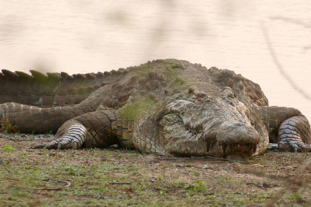 5 Fakta Menarik Buaya Nil, Predator Ganas Terbesar dari Afrika