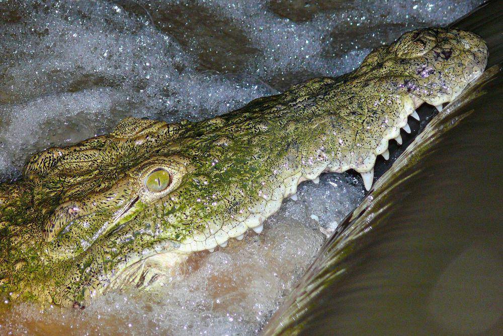 Buaya Nil (flickr.com/Bernard DUPONT)