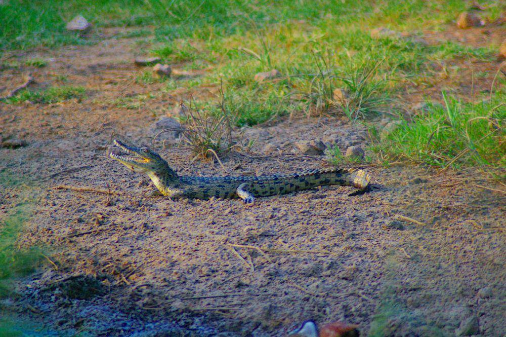 Buaya Nil (flickr.com/ Ashley Wahlberg (Tubbs))