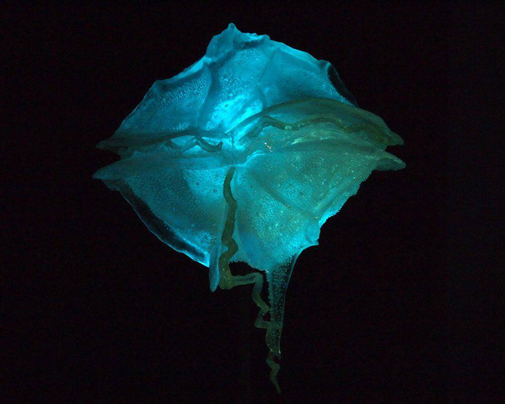 bioluminescent vampire squid (bioluminescenctprcoesses.weebly.com/Xidan XU)