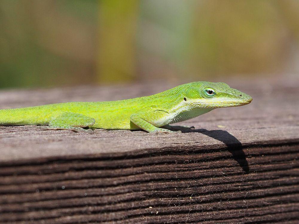 5 Fakta Anole Hijau, Kadal Kecil yang Terkadang Mengonsumsi Nektar