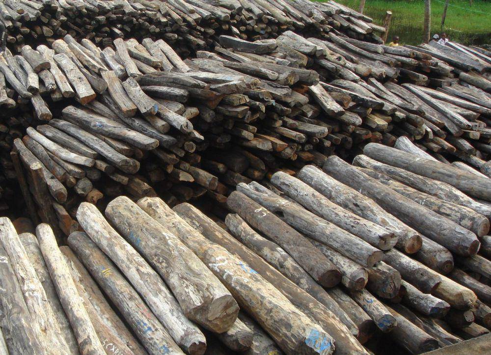 Penebangan liar (commons.wikimedia.org/Anonymous)