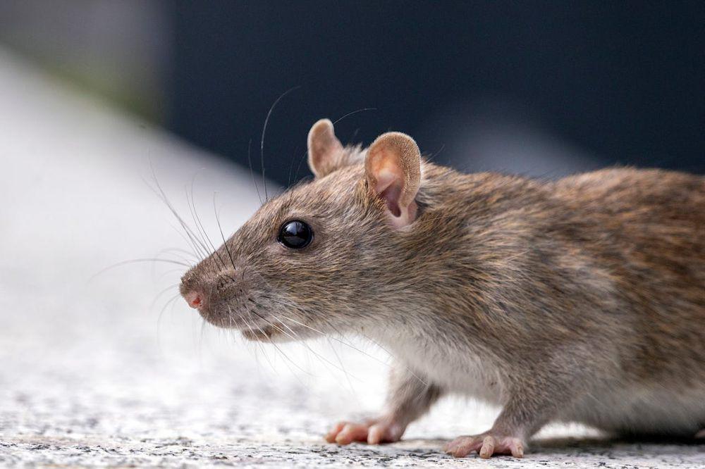 Usir Tikus Selamanya dengan 4 Bahan Alami yang Paling Dibenci