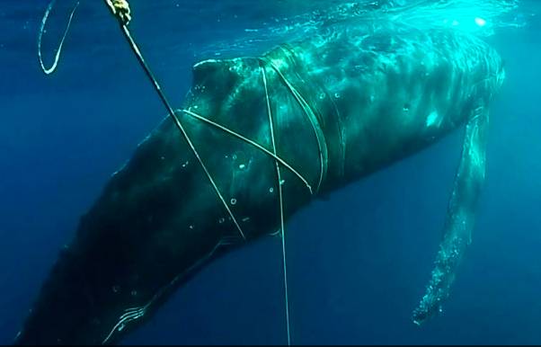 ilustrasi paus terjerat perangkap ikan (dok. Department of Environment and Conservation Australia)