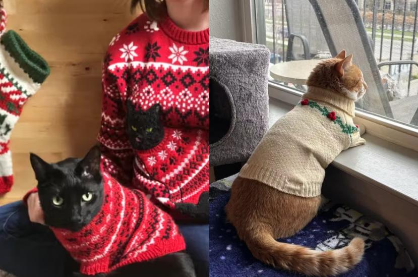 7 Foto Lucu Kucing Pakai Sweater Natal, Banyak Desain Unik!