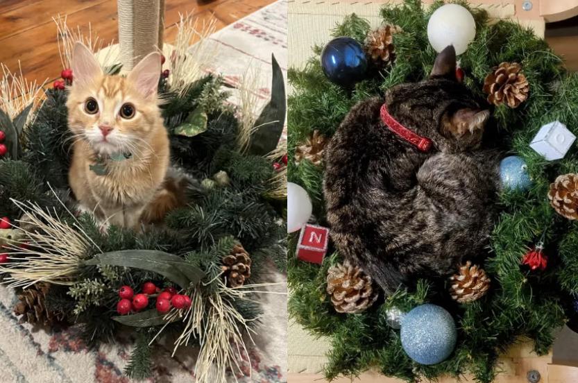7 Foto Lucu Kucing dan Karangan Bunga Natal, Malah Jadi Sarang!