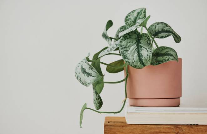 ilustrasi tanaman peperomia (freepik.com/rawpixel.com)