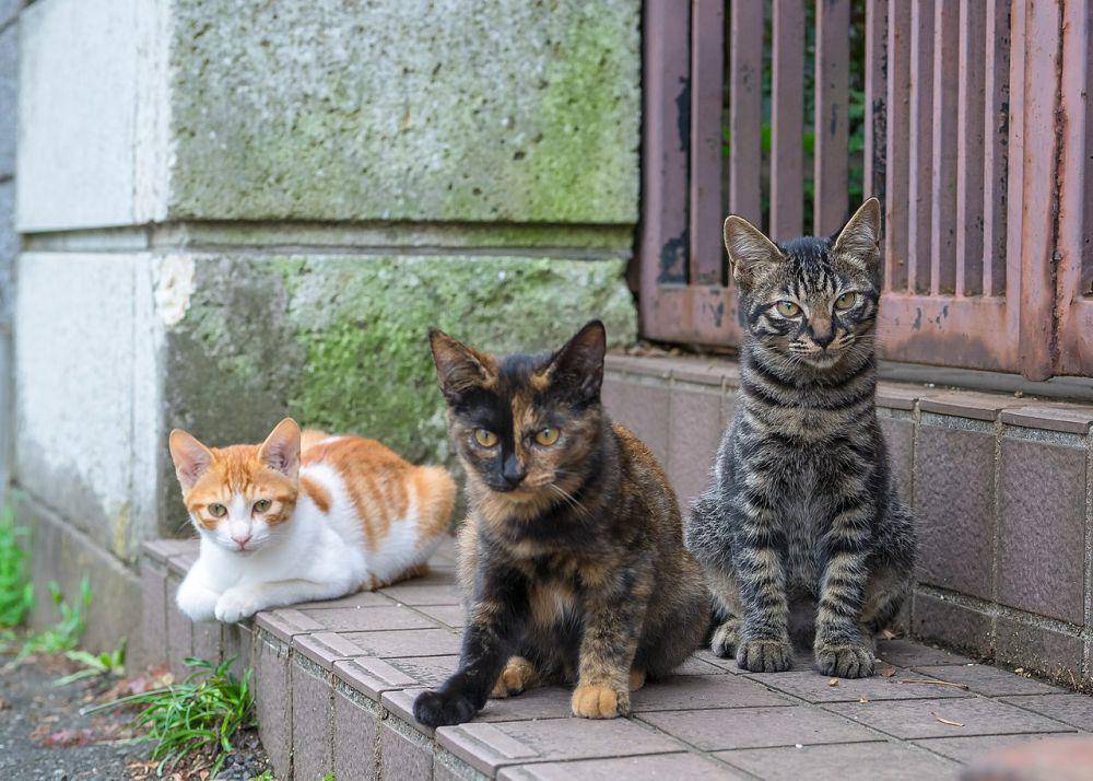 Kucing feral merupakan hewan invasif yang mengancam populasi elang (commons.wikimedia.org/torne)
