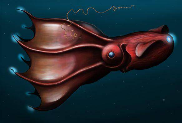 Vampyroteuthis infernalis (wikipedia.org/Citron)