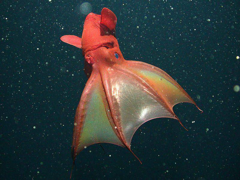 vampire squid (mbari.org/Henk-Jan Hoving)