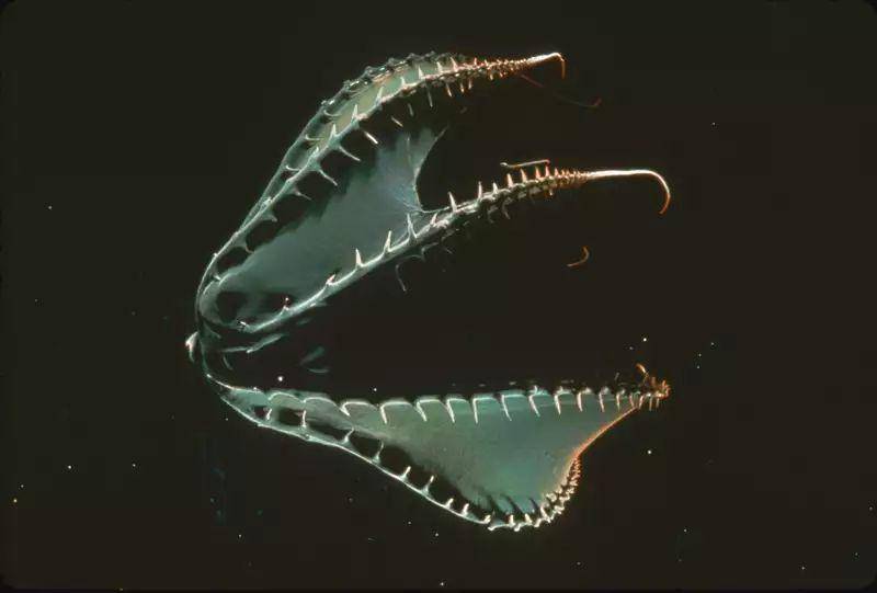 ilustrasi cumi-cumi vampir di laut dalam (montereybayaquarium.org/Henk-Jan Hoving)