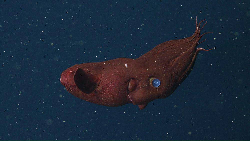 cumi-cumi vampir mata besar (mbari.org/Henk-Jan Hoving)