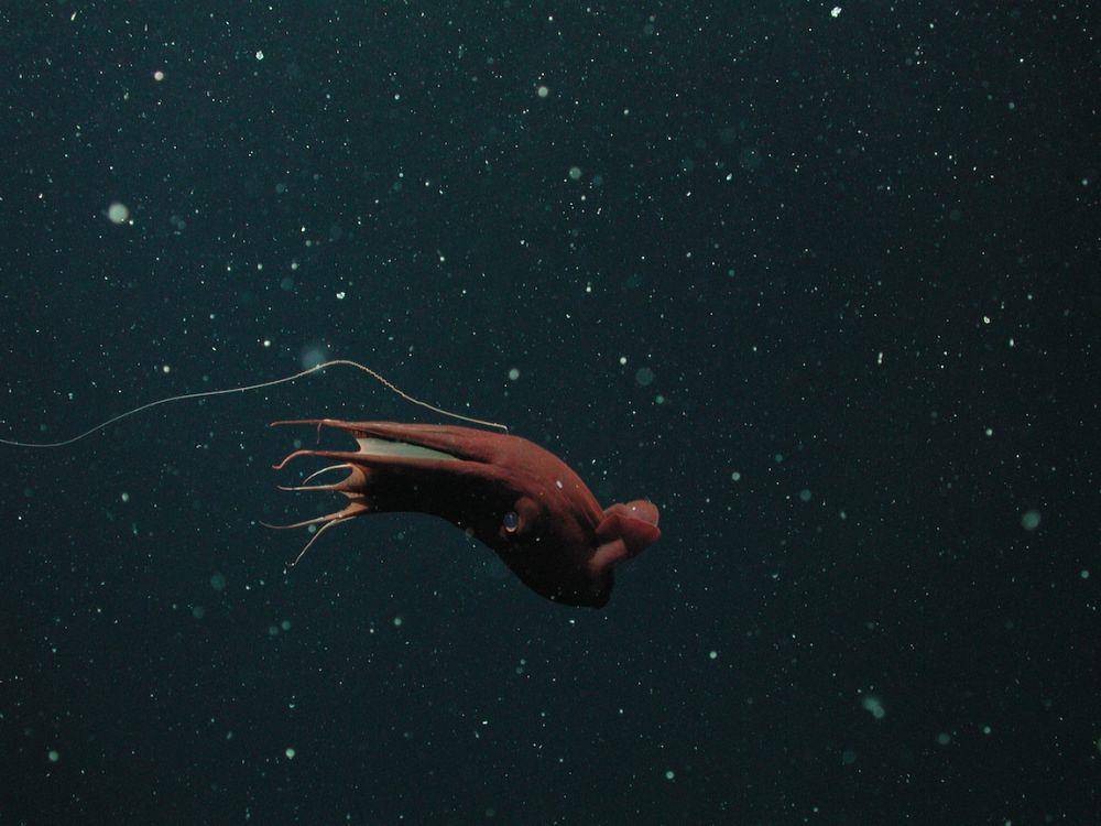 ilustrasi komunikasi cumi-cumi vampir (mbari.org/Henk-Jan Hoving)