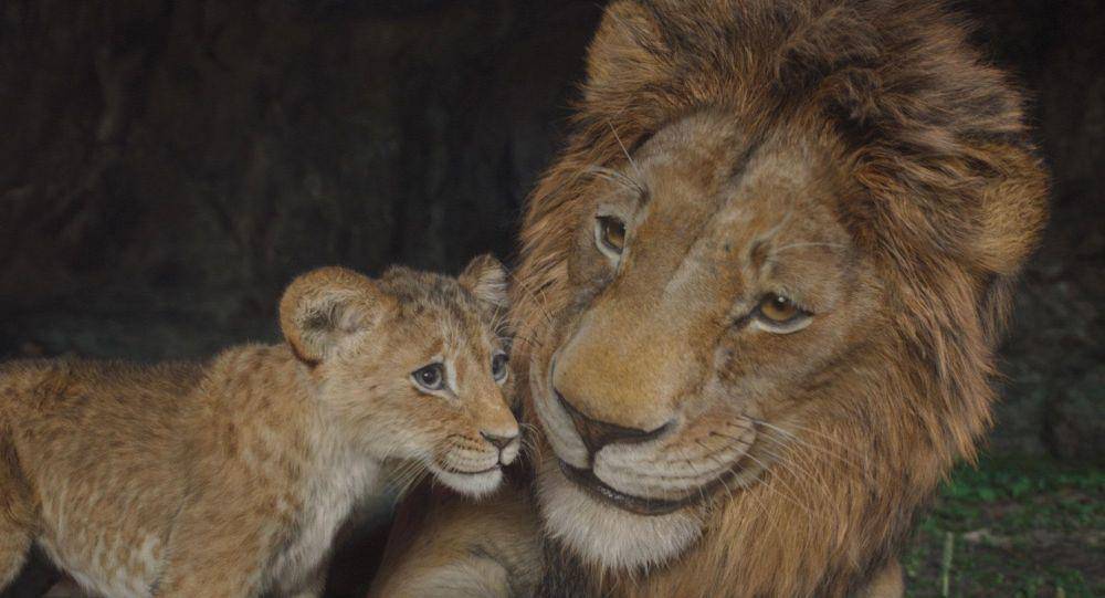 urutan nonton The Lion King (dok. Disney/Mufasa: The Lion King)