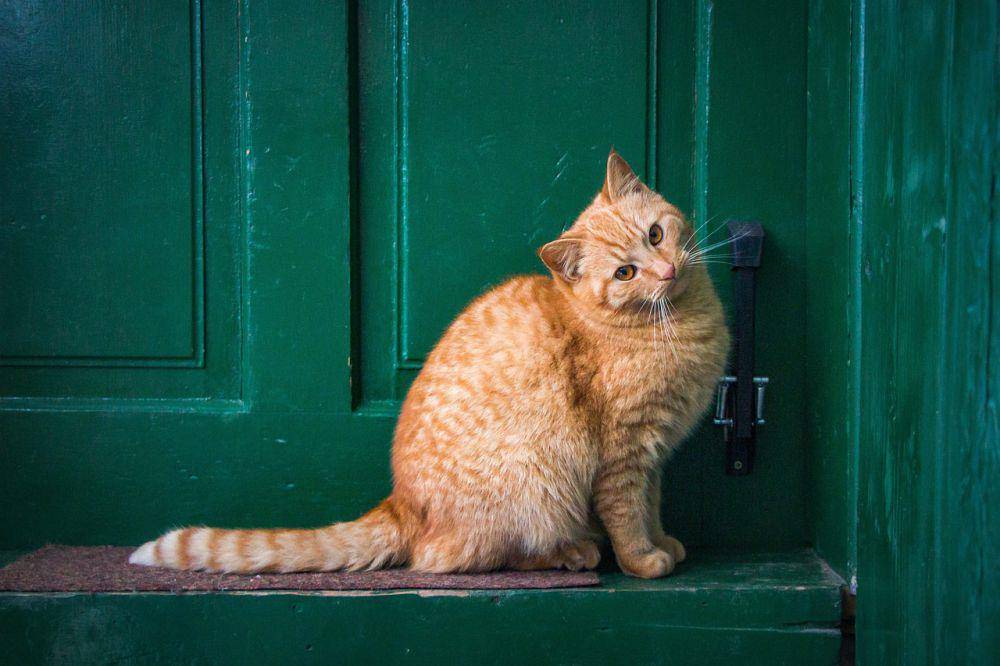 Kenapa di Turki Banyak Kucing