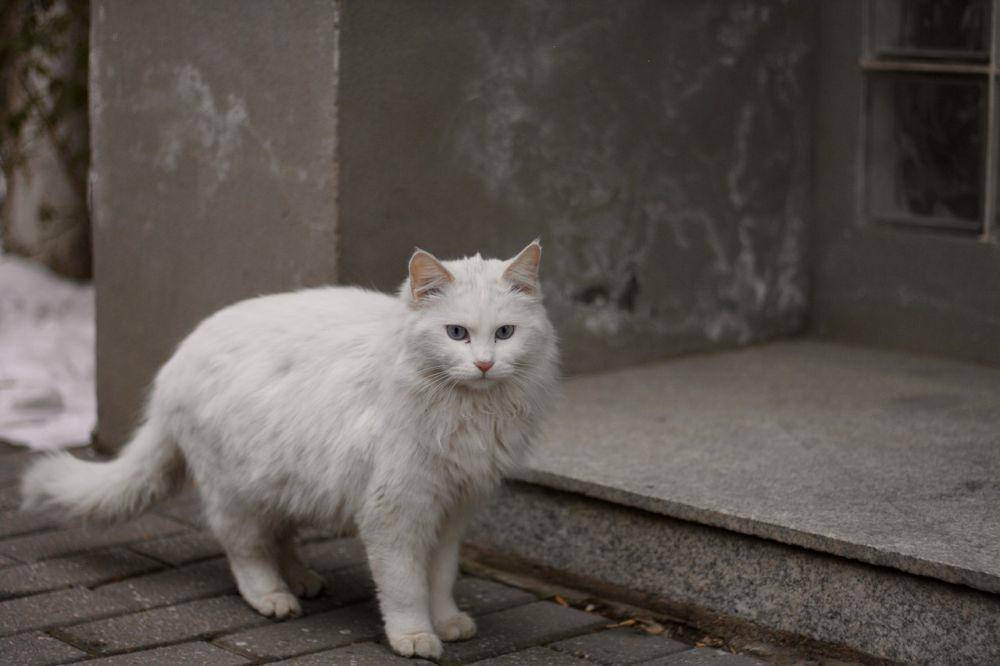 Kenapa di Turki Banyak Kucing