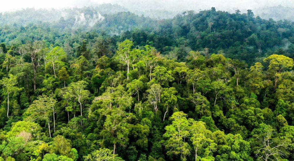 Ilustrasi kawasan hutan. (Dok. natureconservancy-h.assetsadobe.com)