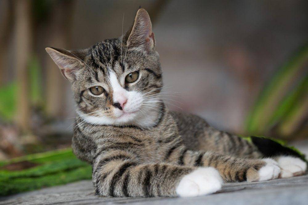 ilustrasi kucing (pixabay.com/guvo59)
