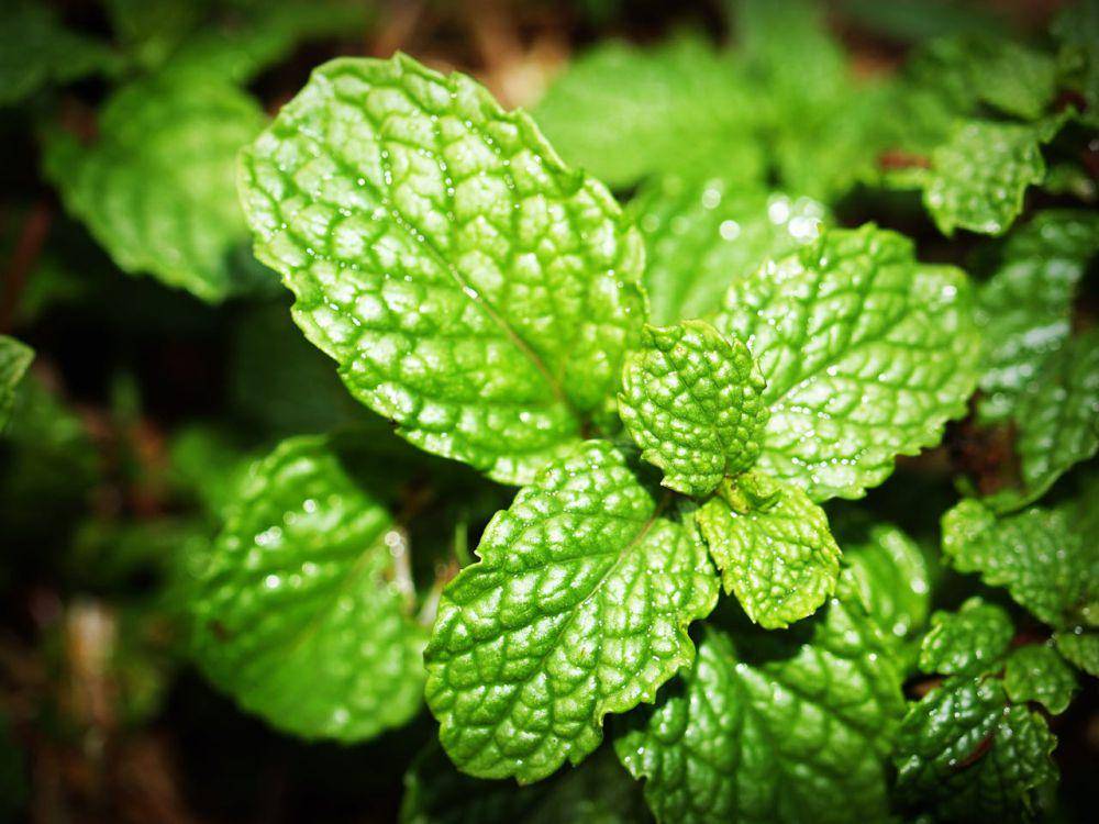 ilustrasi tanaman peppermint (pexels.com/icon0 com)