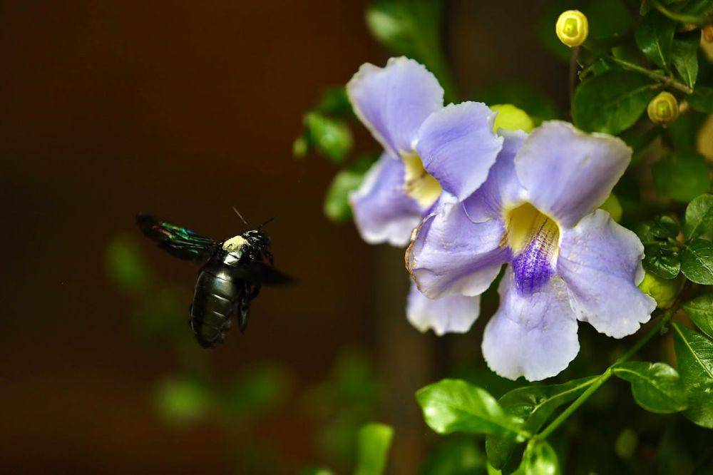 thunbergia (pexels.com/Balazs Simon)