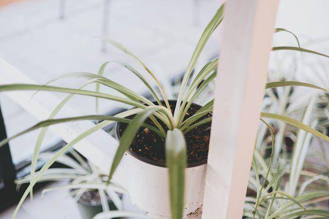 ilustrasi spider plant (pexels.com/Joshua Mcknight)