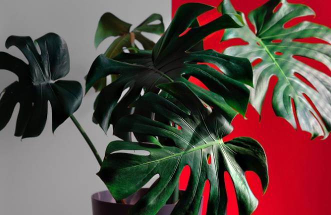 ilustrasi tanaman monstera deliciosa (freepik.com/ededchechine)