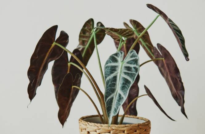 ilustrasi tanaman philodendron (freepik.com/rawpixel.com)