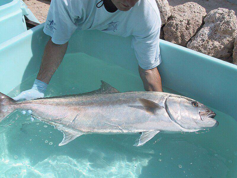 Ilustrasi ikan kuwe batu (commons.m.wikimedia.org/Jorge Alarcon atau Dr. Daniel Benetti)