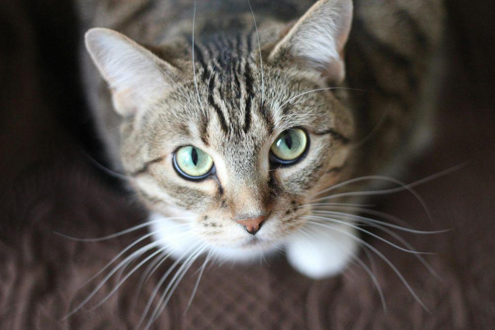 Kenapa Kucing Takut Air? Ini 5 Penjelasan Ilmiahnya