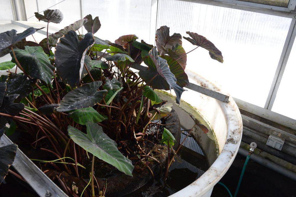 ilustrasi colocasia black magic (flickr.com/Penn State College of Engineering)