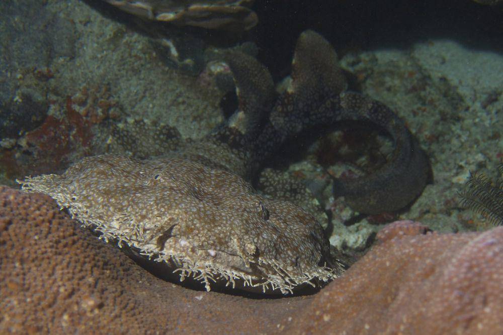 ilustrasi hiu wobbegong (flickr.com/Elias Levy)