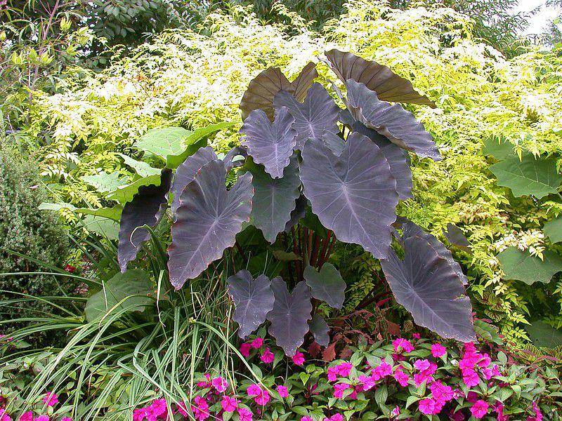 ilustrasi colocasia black magic (flickr.com/John Boggan)