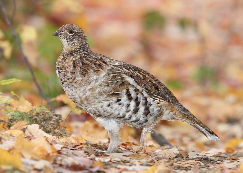 ruffed grouse (commons.m.wikimedia.org/Mdf)