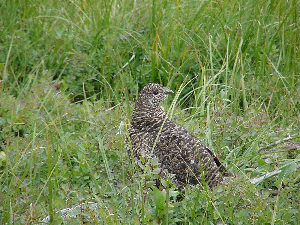 ruffed grouse (commons.m.wikimedia.org/U.S Forest Service)
