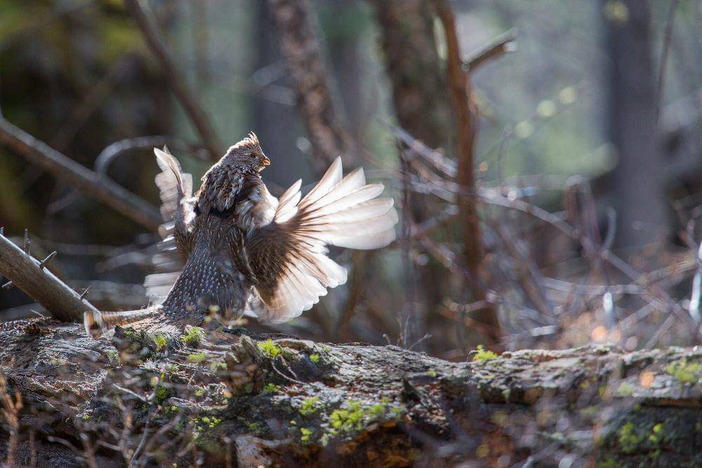 ruffed grouse (commons.m.wikimedia.org/Yellowstone National Park)
