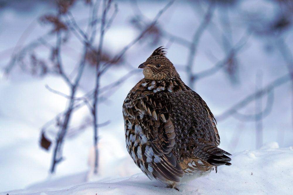 ruffed grouse (commons.m.wikimedia.org/USFWS Midwest Region)