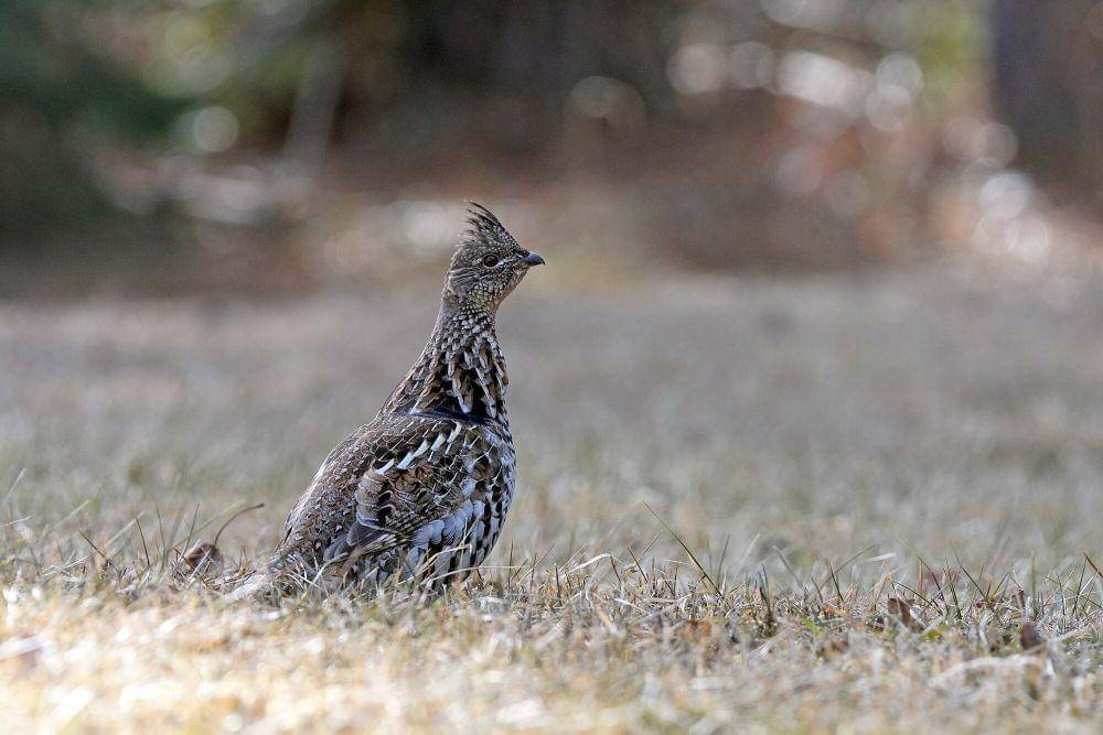 ruffed grouse (commons.m.wikimedia.org/USFWS Midwest Region)