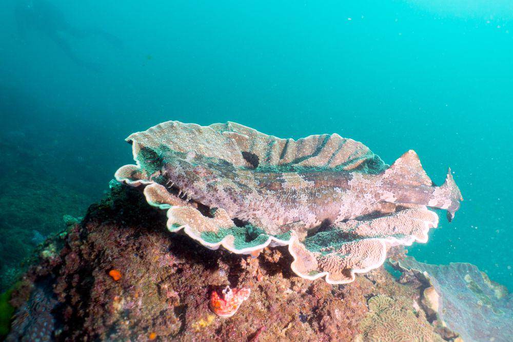 ilustrasi hiu wobbegong (flickr.com/Corey Hamilton)