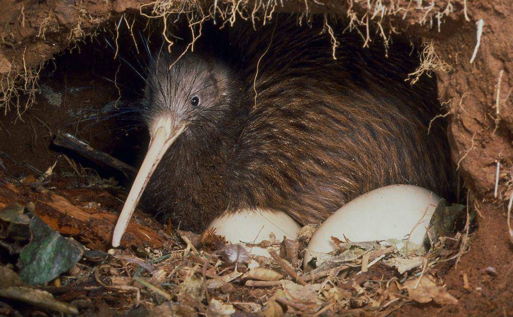 ilustrasi burung kiwi (flickr.com/Nga Manu Images NZ)