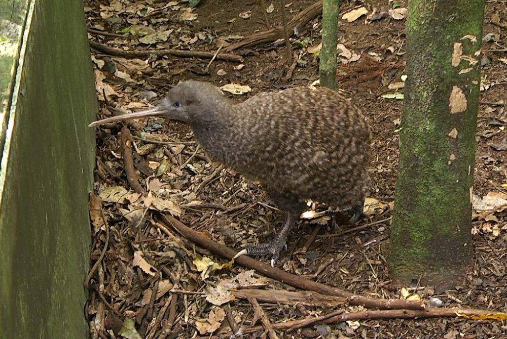 ilustrasi burung kiwi (flickr.com/tomb0171)