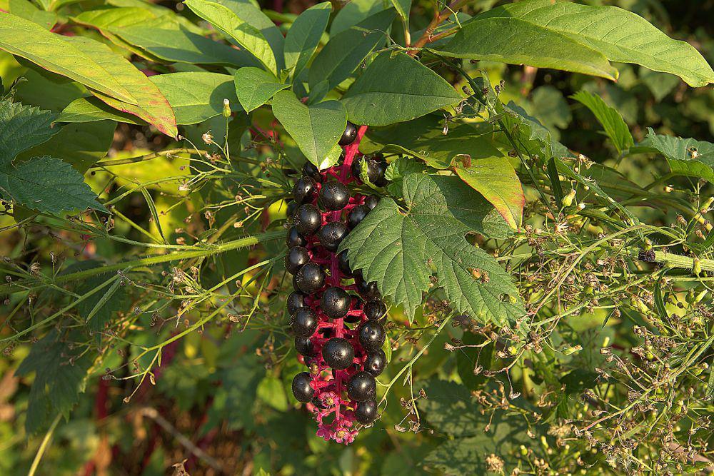 5 Fakta Belladonna, Tumbuhan Cantik yang Mematikan!