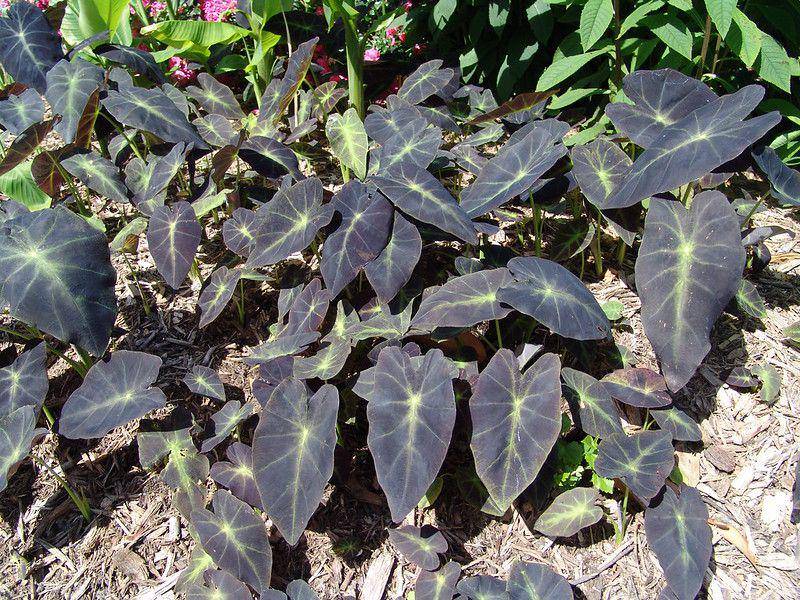 ilustrasi colocasia black magic (flickr.com/Drew Avery)