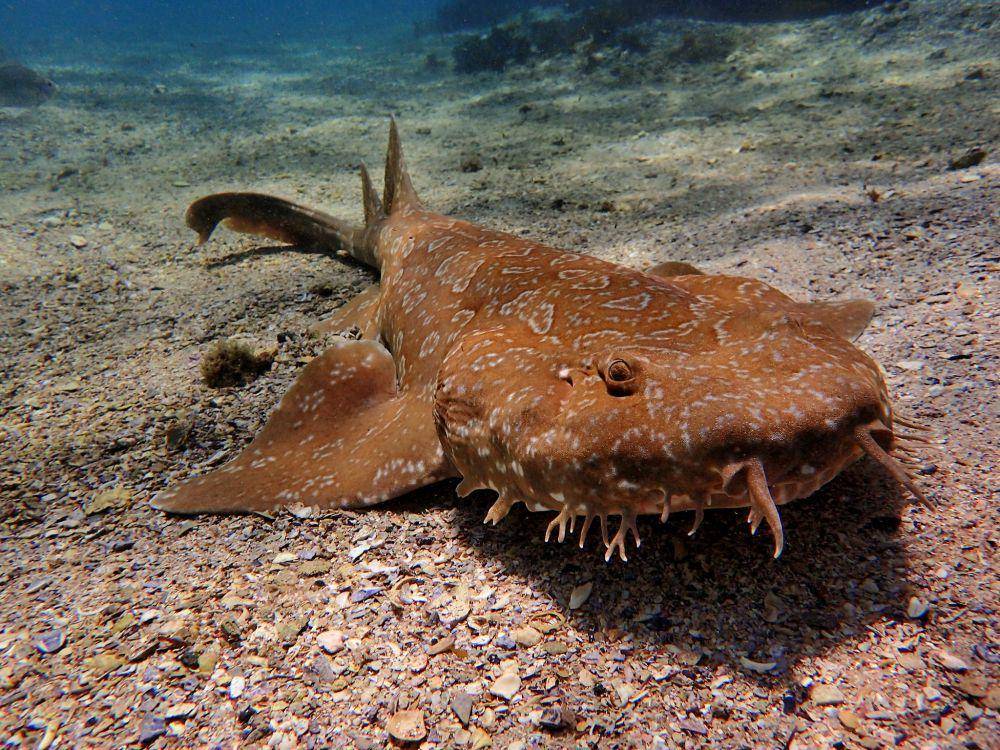 ilustrasi hiu wobbegong (flickr.com/Ian Donato)