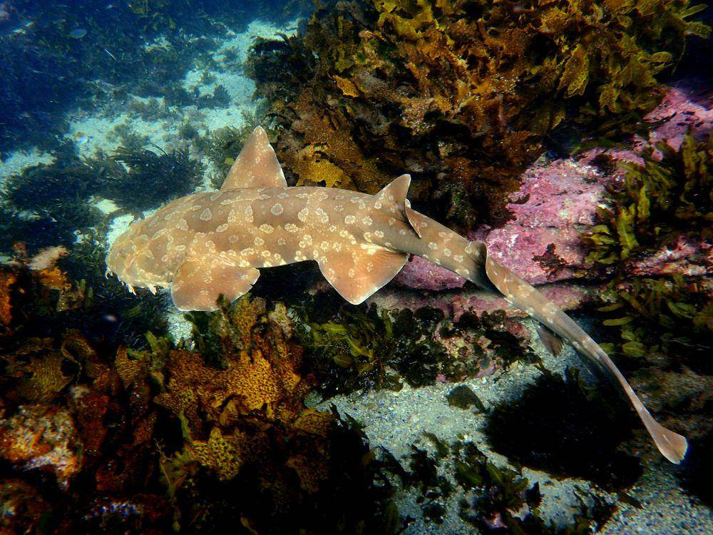 ilustrasi hiu wobbegong (flickr.com/Ian Donato)