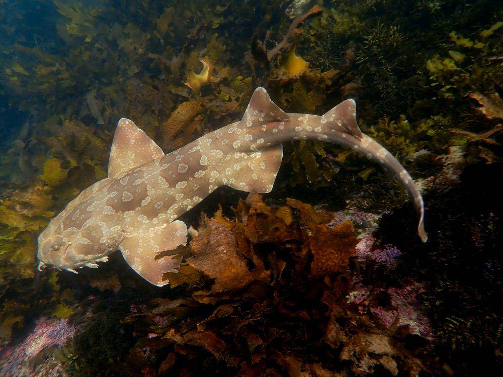 ilustrasi hiu wobbegong (flickr.com/Ian Donato)